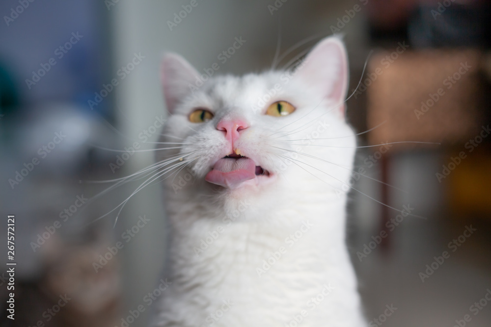 © Nitiphonphat - White cat cute . happy cat lovely comfortable . love to animals pet concept . © Nitiphonphat - White cat cute . happy cat lovely comfortable . love to animals pet concept .