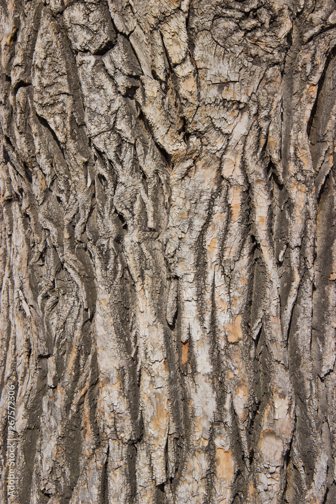 interesting texture of the bark of a perennial tree interesting texture of the bark of a perennial tree