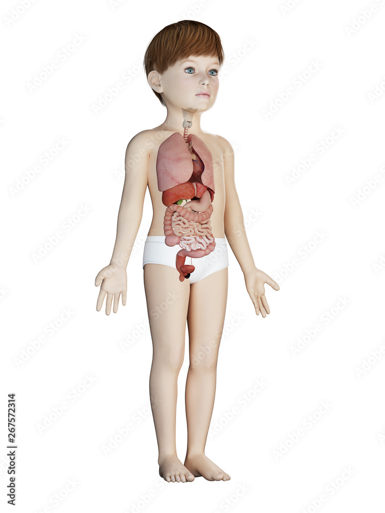 3d rendered medically accurate illustration of a childs organs 3d rendered medically accurate illustration of a childs organs