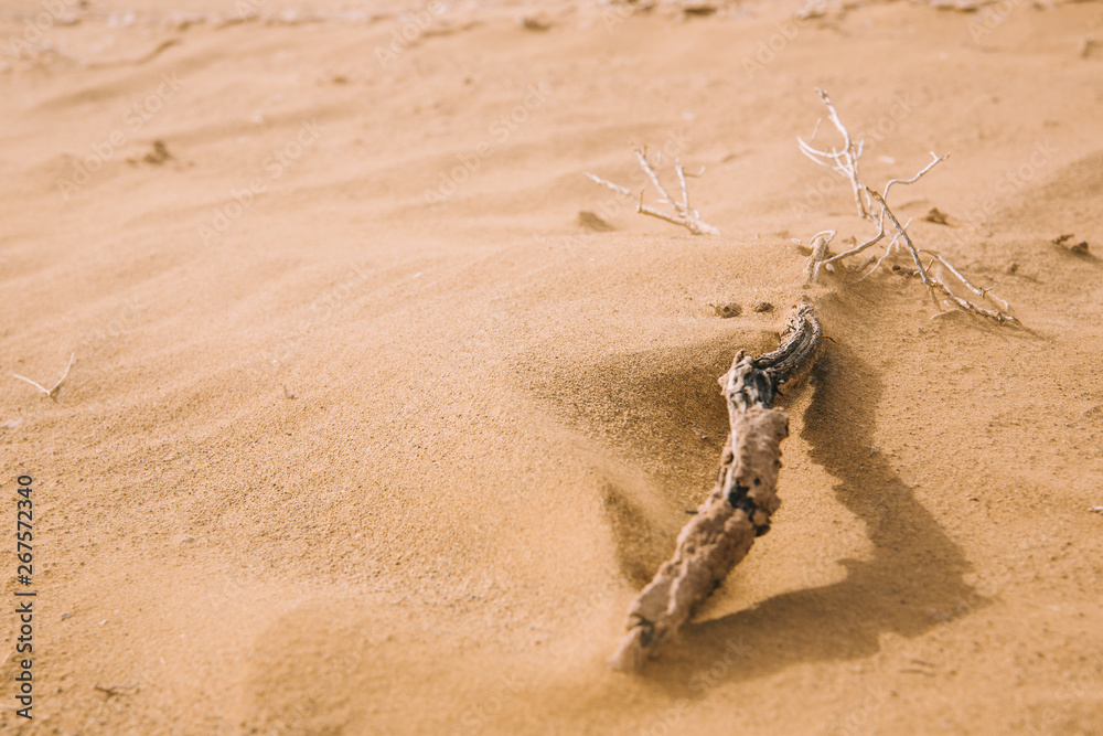 Desert landscape Desert landscape