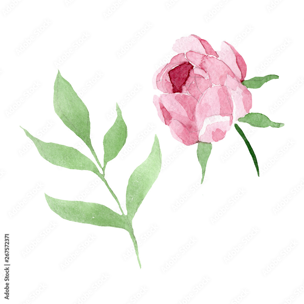 Obraz premium Dark red peony floral botanical flowers. Watercolor background illustration set. Isolated peony illustration element.