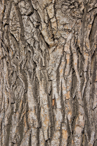 interesting texture of the bark of a perennial tree