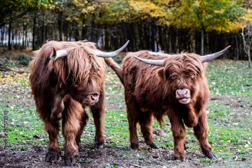 Deux vaches marron aux poils longs et longues cornes