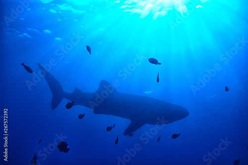 whale shark scene landscape / abstract underwater big sea fish, adventure, diving, snorkeling