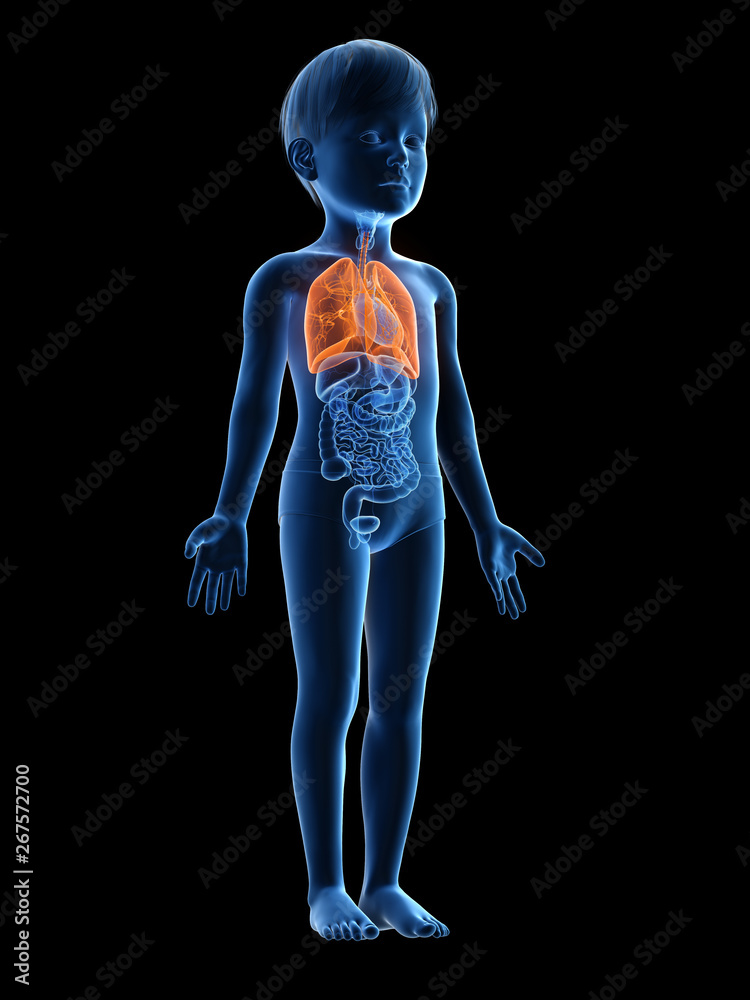 3d rendered medically accurate illustration of a childs lung