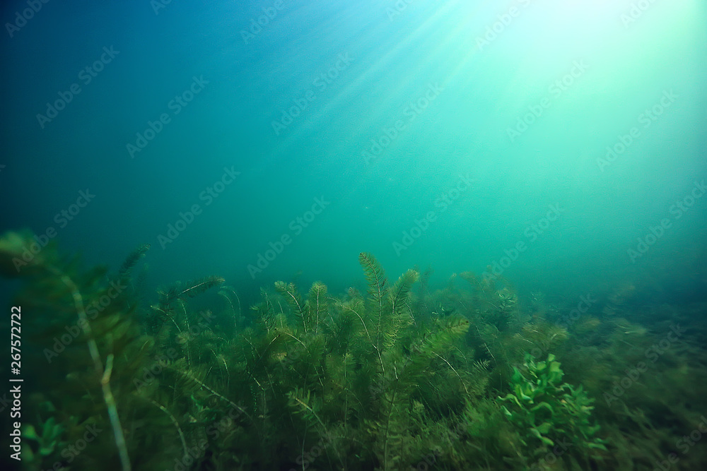 Fototapeta premium underwater green landscape / nature underwater eco ecology lake, wild diving