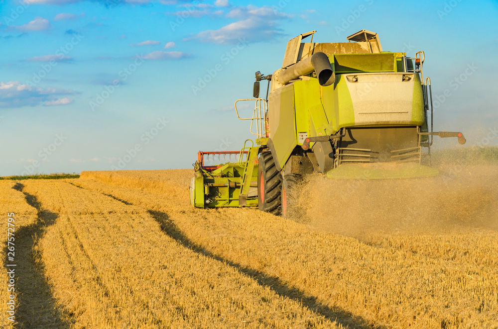 Obraz premium Combine harvesting in a field of golden wheat