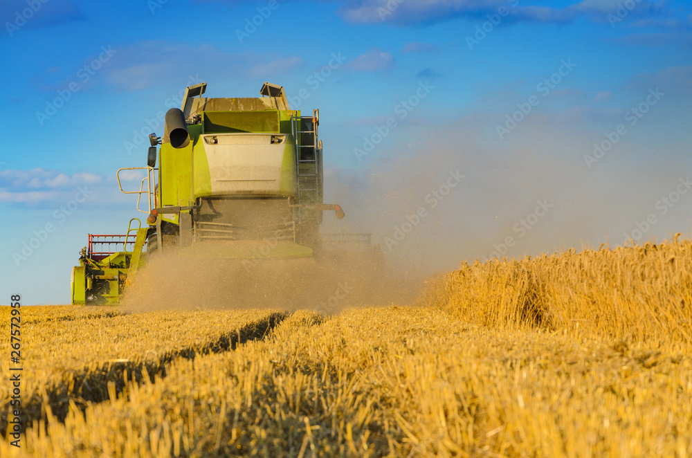 Fototapeta premium Combine harvesting in a field of golden wheat