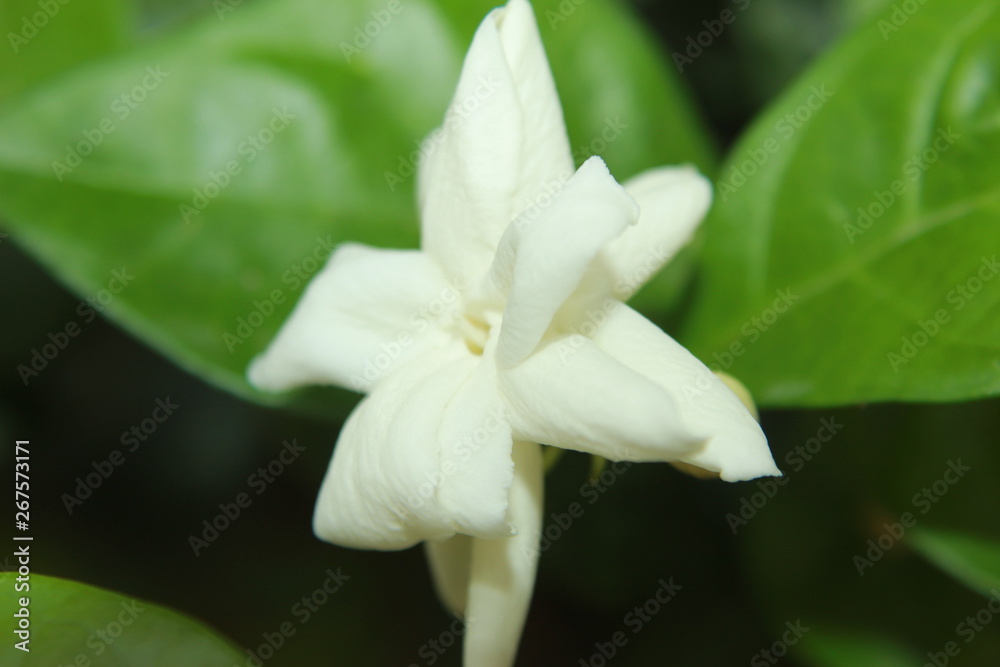 White color Jasmine flowers in garden. White color Jasmine flowers in garden.