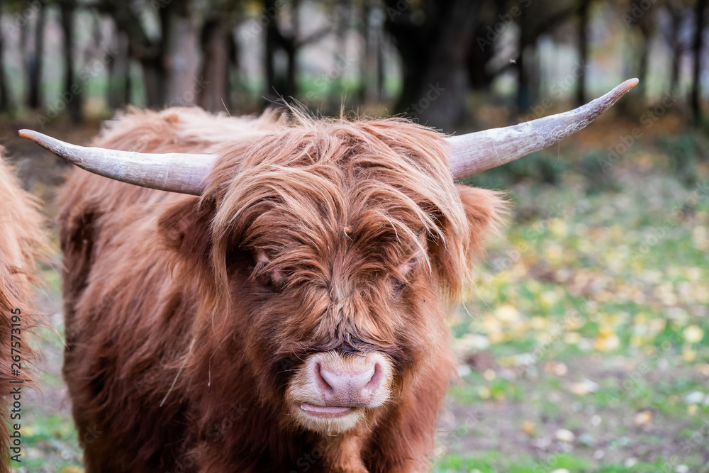 Vache marron aux poils longs et longues cornes Vache marron aux poils longs et longues cornes