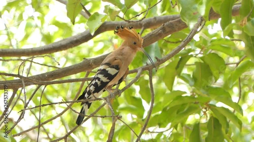 Common Hoopoe bird (Upupa epops) on branch in nature. photo