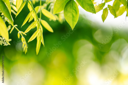 Green woods nature background in spring