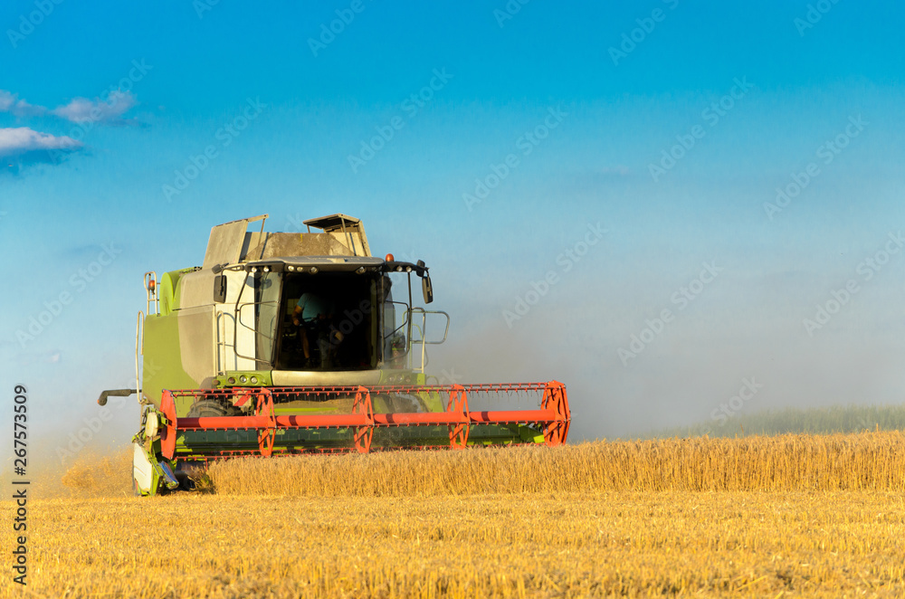 Fototapeta premium Combine harvesting in a field of golden wheat