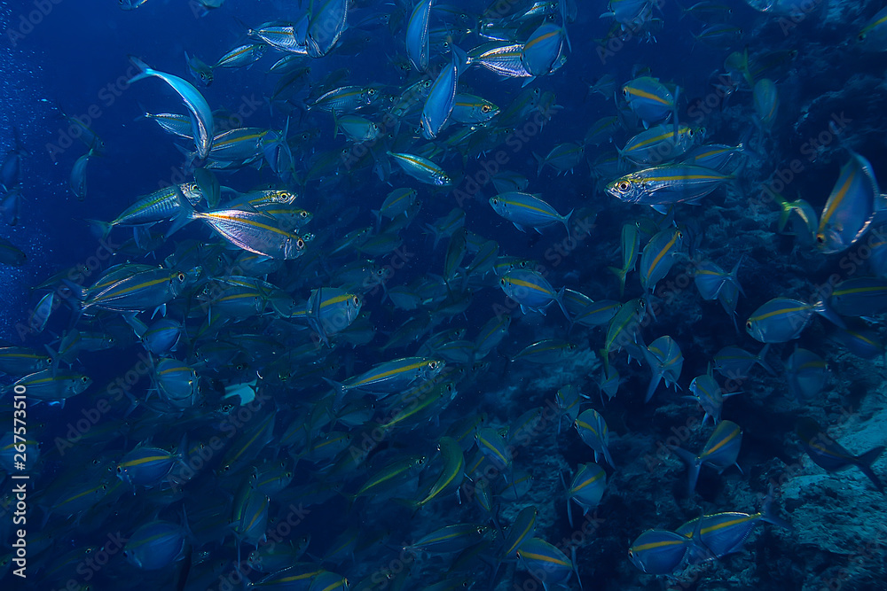 scad jamb under water / sea ecosystem, large school of fish on a blue background, abstract fish alive