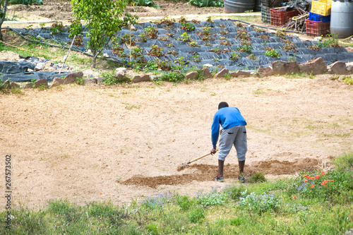 African black man working in a subsistence farming cultive. Empty copy space for Editor's text. photo