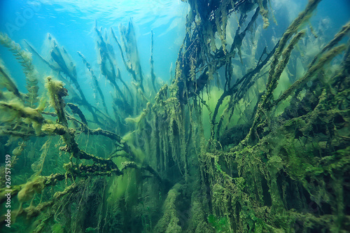 submerged trees flooded underwater   lake fresh jungle water ecology beautiful landscape
