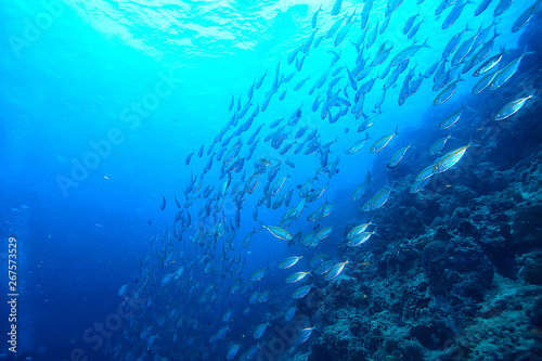 scad jamb under water / sea ecosystem, large school of fish on a blue background, abstract fish alive © kichigin19