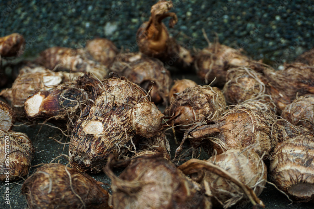 Freshly picked taro. 採れたての里芋 Freshly picked taro. 採れたての里芋