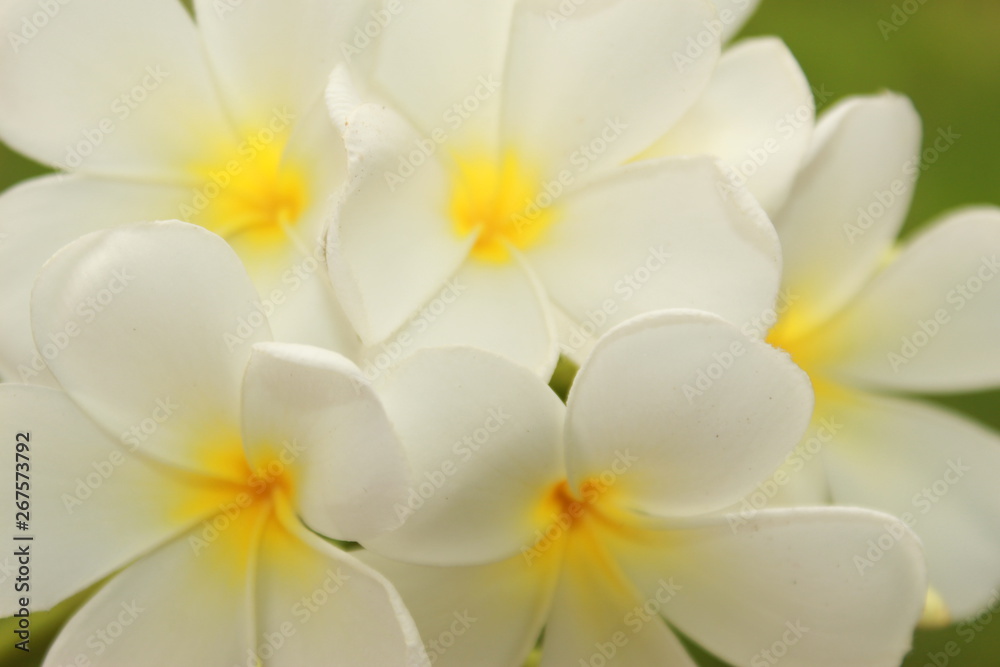 Obraz premium frangipani flower on green background