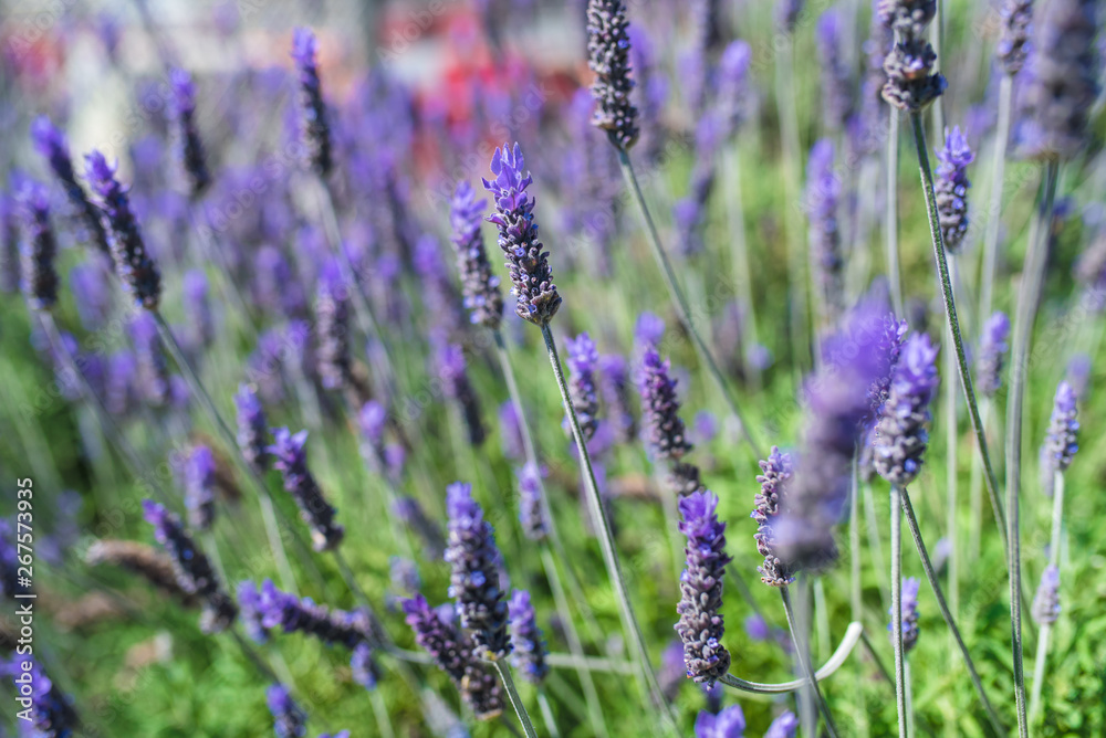 Naklejka premium lavendar