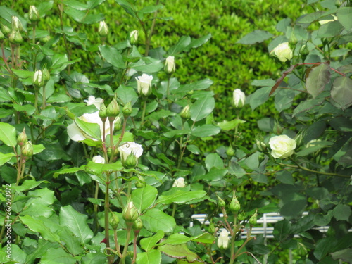 White roses