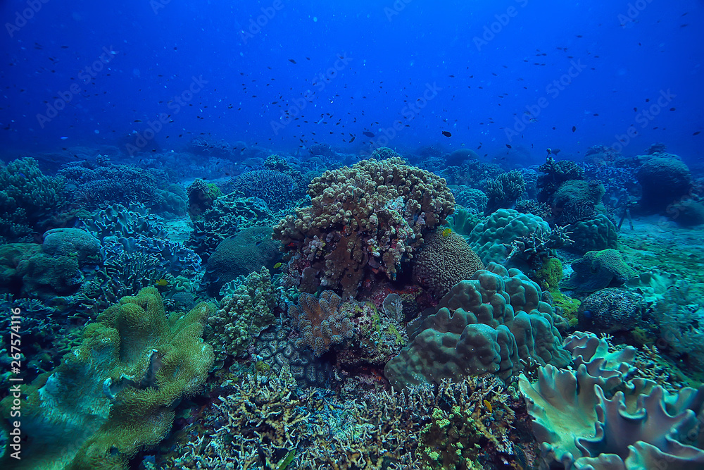 Obraz premium coral reef macro / texture, abstract marine ecosystem background on a coral reef