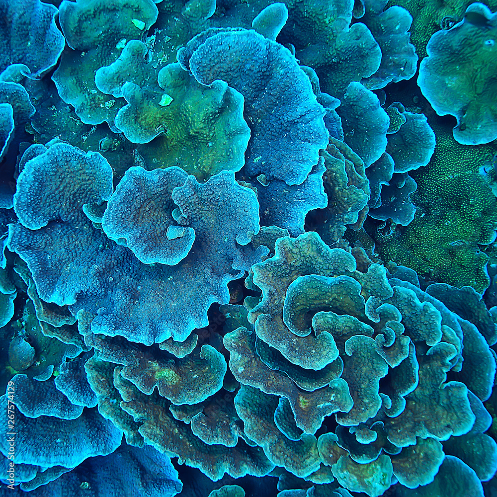 coral reef macro / texture, abstract marine ecosystem background on a ...