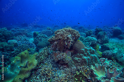 coral reef macro / texture, abstract marine ecosystem background on a coral reef