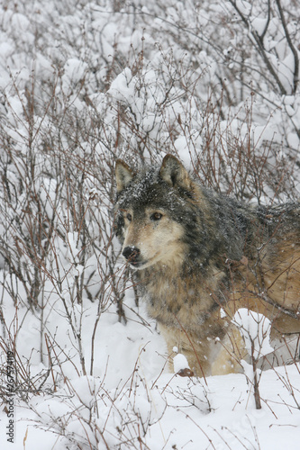 Grey Wolf in winter scene in Montana USA