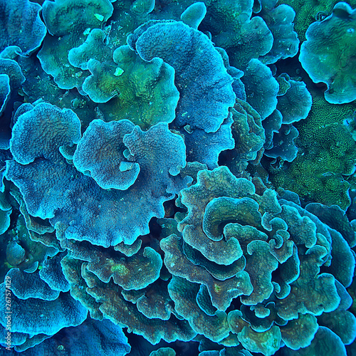 coral reef macro / texture, abstract marine ecosystem background on a coral reef