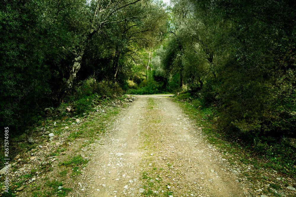 a path in a fairy-tale deep forest, a bright road among the trees a path in a fairy-tale deep forest, a bright road among the trees