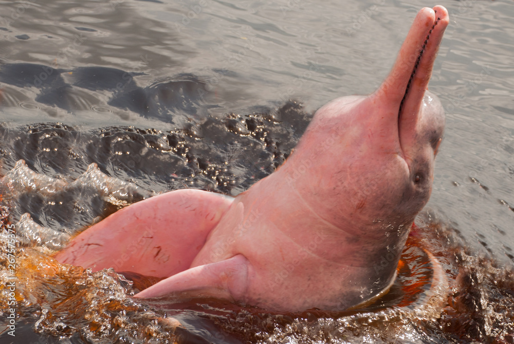 Boto Amazon River Dolphin. Amazon river, Amazonas, Brazil Stock Photo |  Adobe Stock