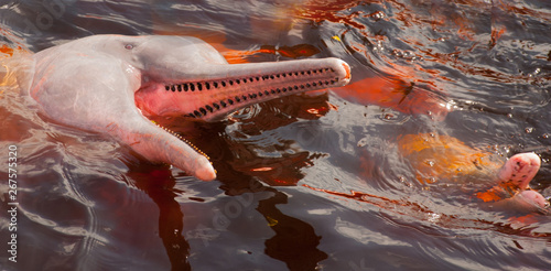 Boto Amazon River Dolphin. Amazon river, Amazonas, Brazil