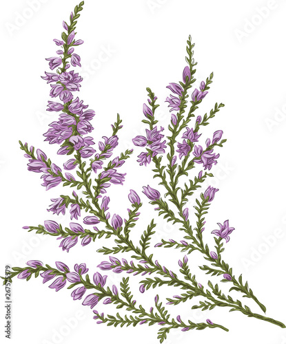 branch of Heather beautiful spring summer tenderness