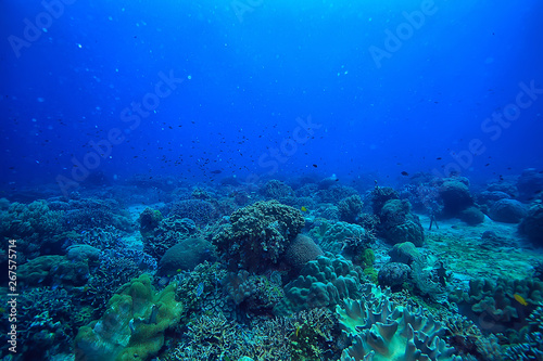 coral reef underwater / lagoon with corals, underwater landscape, snorkeling trip © kichigin19