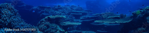 Photo underwater scene / coral reef, world ocean wildlife landscape