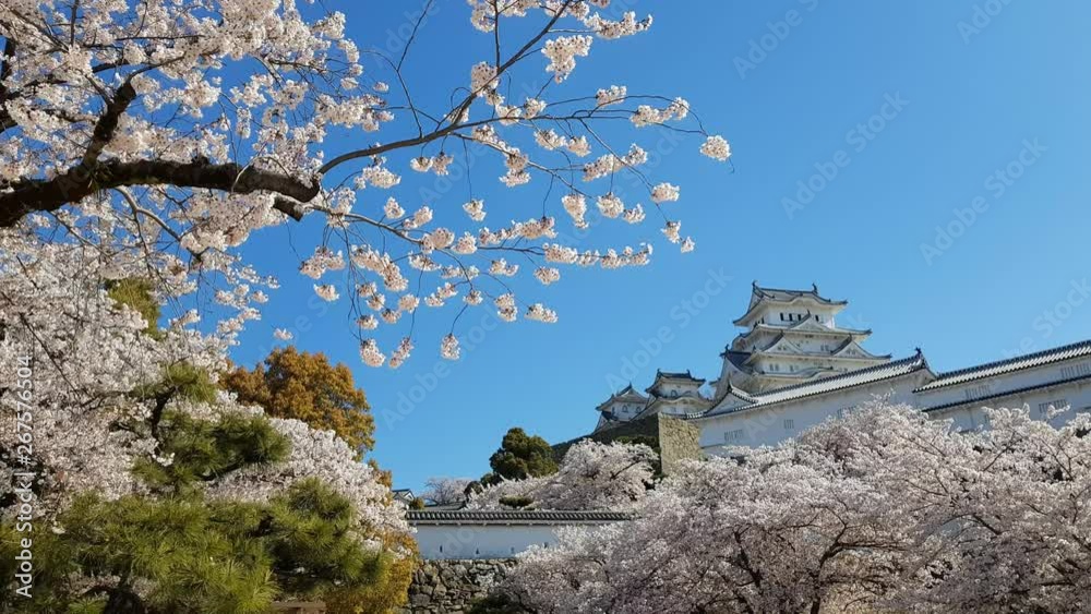 Cherry blossom and the Himeji castle in Japan Cherry blossom and the Himeji castle in Japan