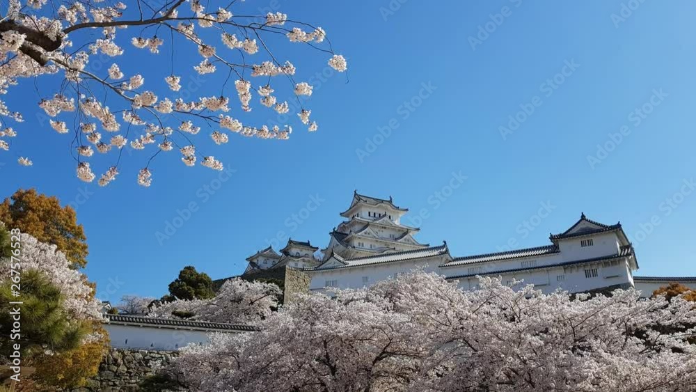 Cherry blossom and the Himeji castle in Japan Cherry blossom and the Himeji castle in Japan