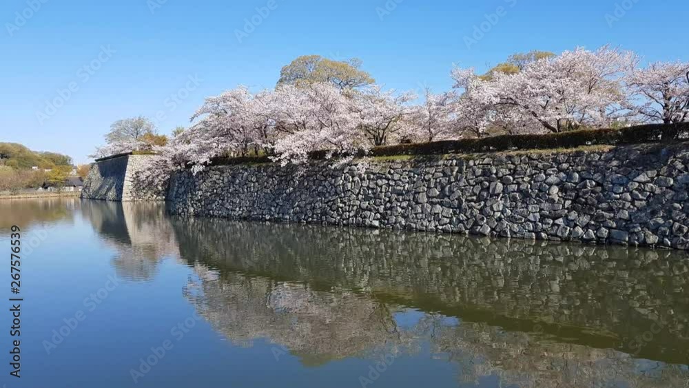 Cherry blossom and the Himeji castle in Japan Cherry blossom and the Himeji castle in Japan