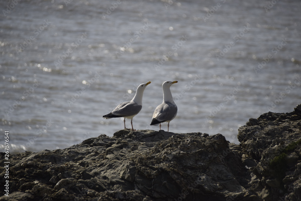 Obraz premium oiseau goeland