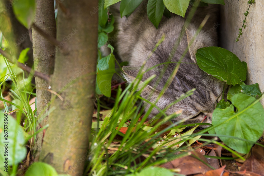 Beautiful cat with long hair outdoor in a garden, siberian purebred kitten, sniffing time Beautiful cat with long hair outdoor in a garden, siberian purebred kitten, sniffing time