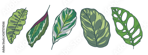 Exotic leaf vector drawings of Monstera Adansonii, Calathea Lancifolia, Medaillon, White Fusion and Makoyana