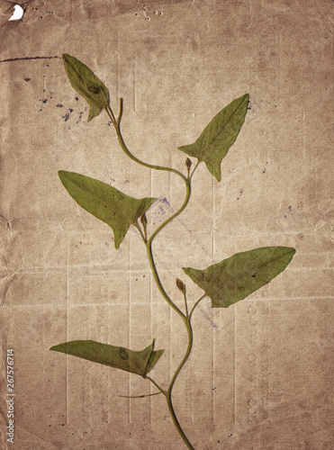 Vintage background with dry plant on old paper © darkbird