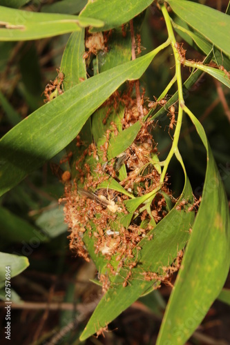 Oecophylla smaragdina nest. Common names weaver ant, green ant, green tree ant, and orange gaster. © #CHANNELM2