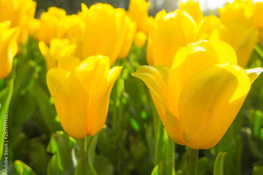 Yellow tulip. Bright flowers in spring. Awakening of nature and the Earth Yellow tulip. Bright flowers in spring. Awakening of nature and the Earth