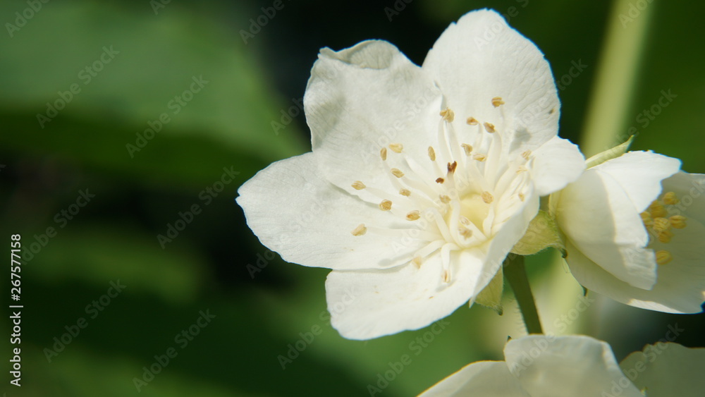 Obraz premium White flower