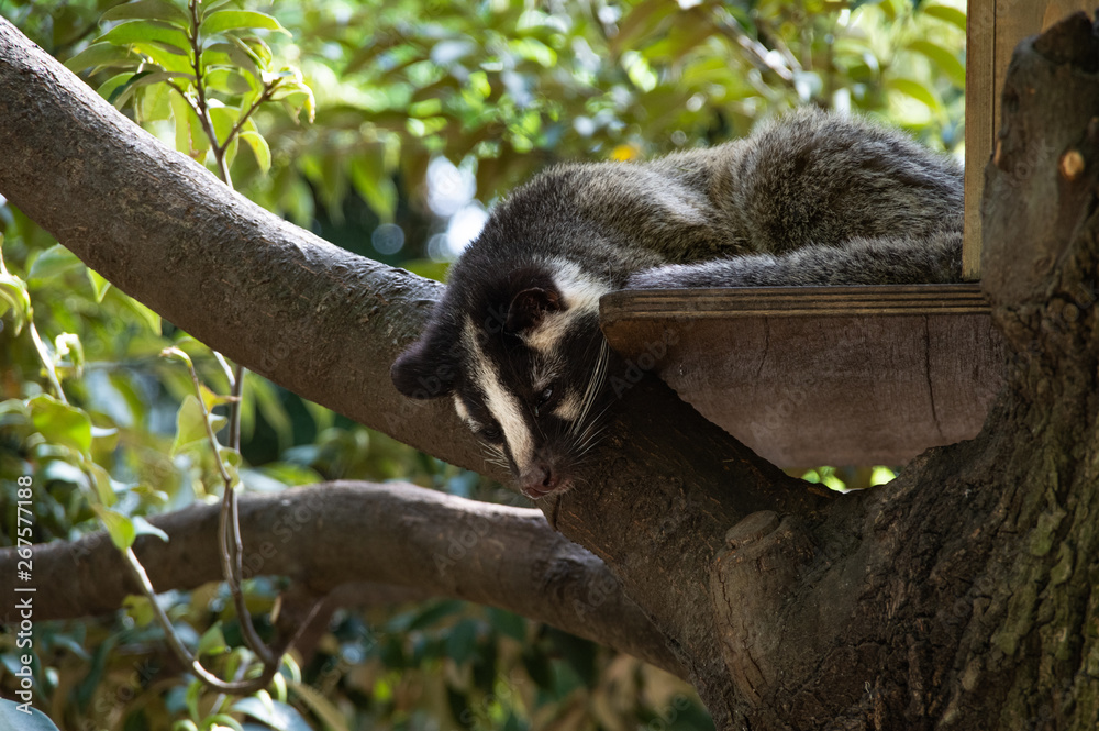 Fototapeta premium ハクビシン