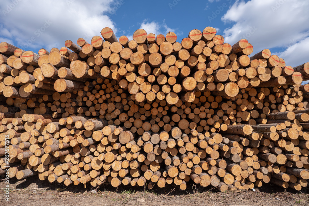 pile of wood logs and blue sky