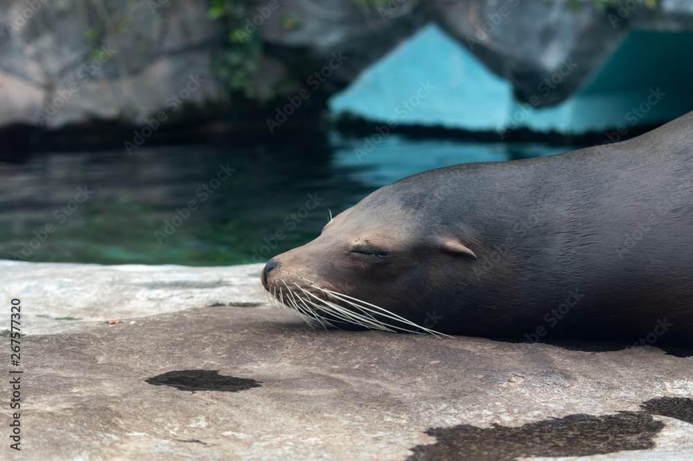 Fototapeta premium カリフォルニア アシカ