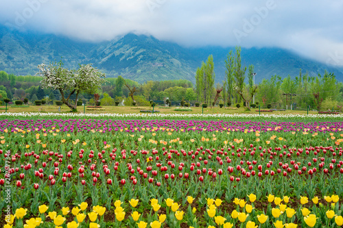 Fototapeta Naklejka Na Ścianę i Meble -  Beautiful tulip flowers is a veritable Eden in Indira Gandhi Memorial Tulip Garden Srinagar is Asia’s largest such garden at Srinagar, Jammu and Kashmir, India
